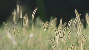 Zoom: bristle-grass.jpg