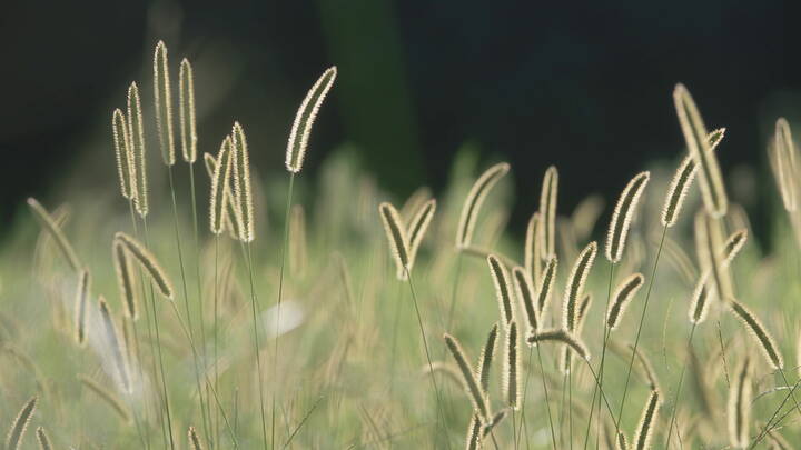 bristle-grass.jpg bristle-grass.jpg