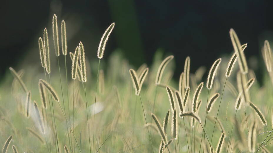Zoom: bristle-grass.jpg