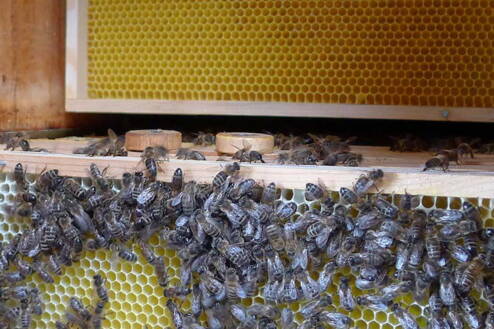 bienenwachs-web-928.jpg bienenwachs-web-928.jpg